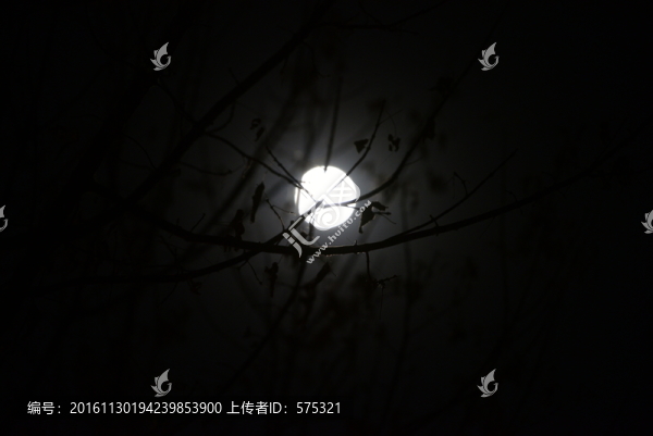 月亮,月光,樹影