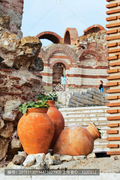 Clay,amphora的植物