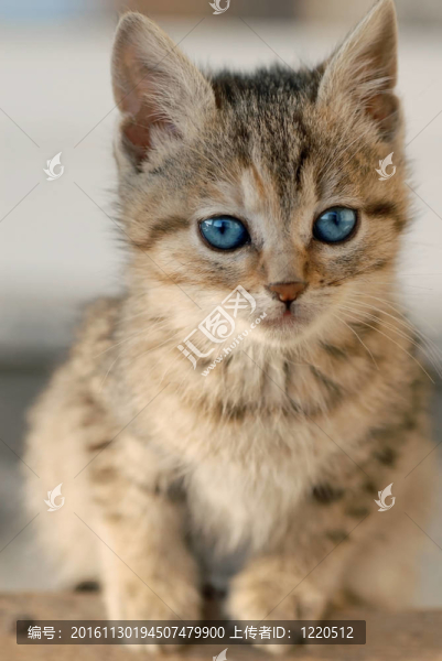小貓