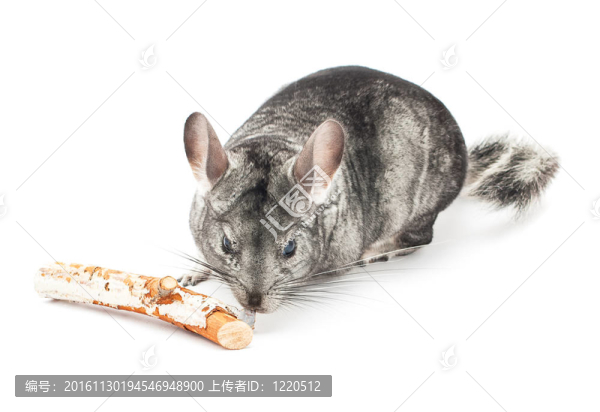 龍貓