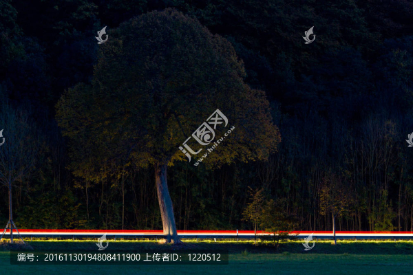夜間樹和光線軌跡公路；Pfalz；德國