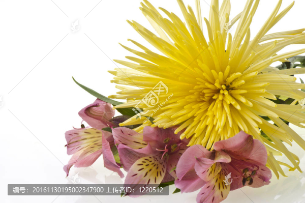 花的成分