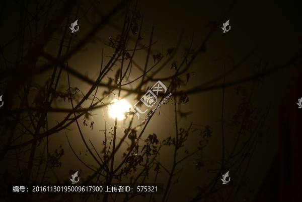 月亮,月光,樹影