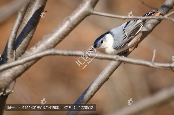 白胸鳾透過(guò)樹(shù)枝