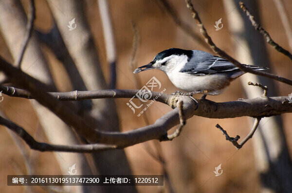 白胸鳾吃種子