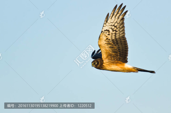 白尾鷂在蔚藍(lán)的天空中飛翔