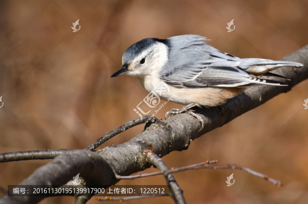 白胸鳾棲息在樹(shù)枝上
