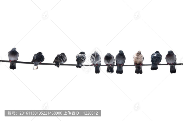 電線上的鴿子