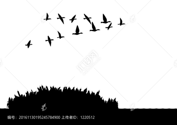 湖上的鴨子