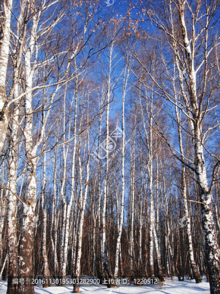 白樺樹和湛藍的天空