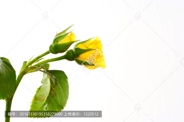 白色背景上的黃玫瑰