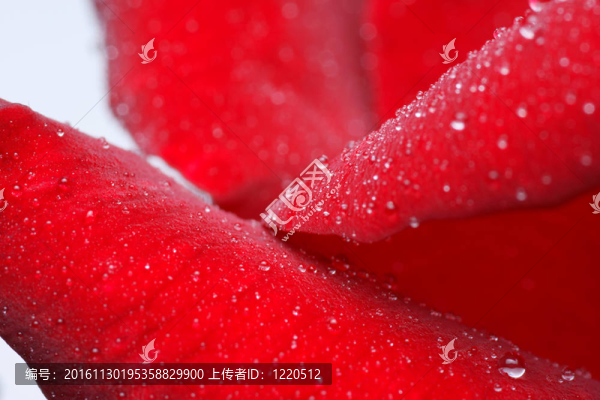 紅玫瑰與水滴-宏