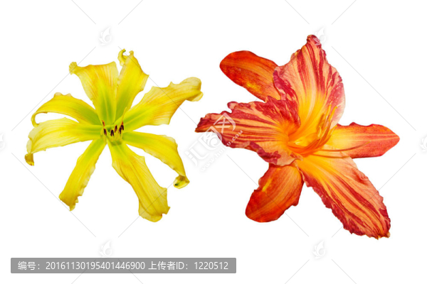 長(zhǎng)瓣黃花菜