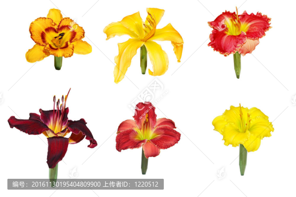 六黃花菜的頭