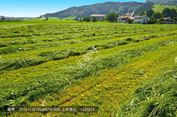干草