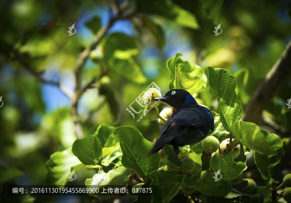 小鳥