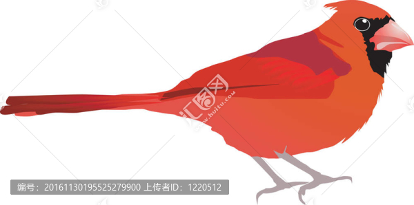 美麗的紅鳥(niǎo)。eps10