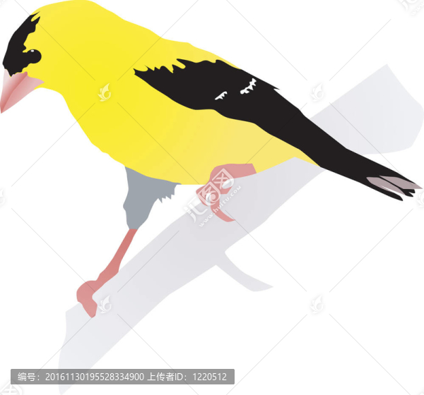 美麗的黃鳥(niǎo)。