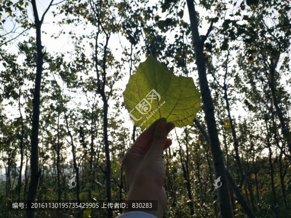 手拿樹葉