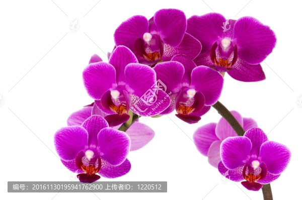 白色背景中分離的蘭花
