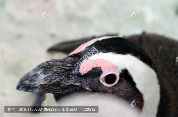麥哲倫企鵝的同情
