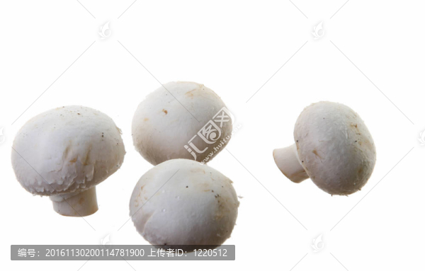許多白色的蘑菇