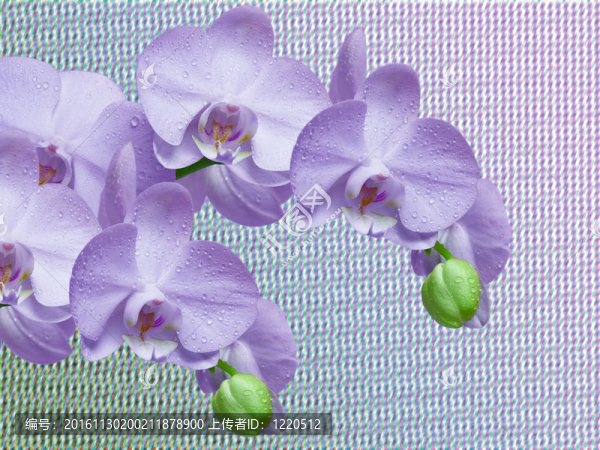 蘭花花的特寫