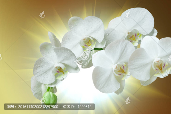 蘭花花的特寫