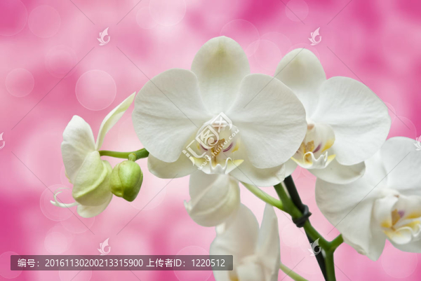 蘭花花的特寫(xiě)