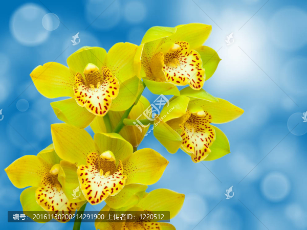 蘭花花的特寫