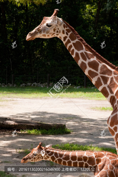 母親和Baby,Giraffe