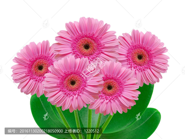 Gerber的花