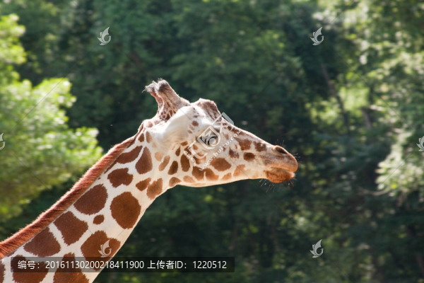 長頸鹿的脖子特寫