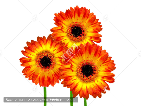 Gerber的花