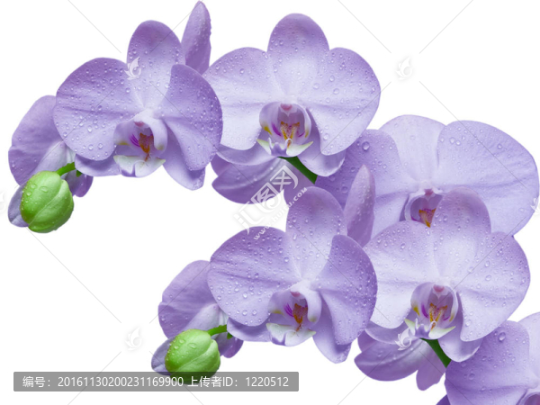 蘭花