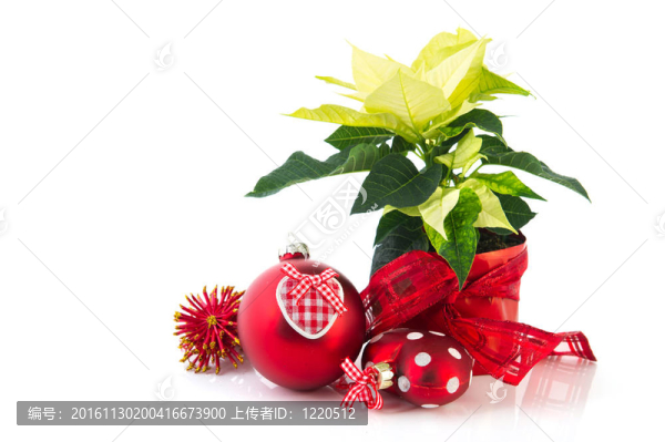 紅色的一品紅