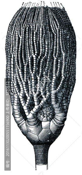 cyathocrinus,tamosus