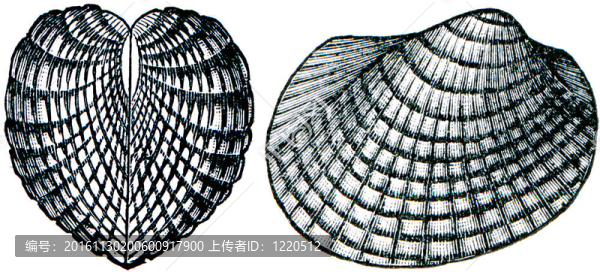 konhiferyi,cardiolainterrupta