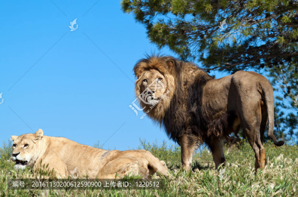 獅子王