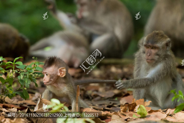 猴（Macaca,fascicularis）