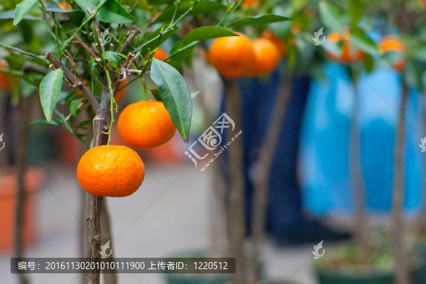Tangerine夜店上的樹