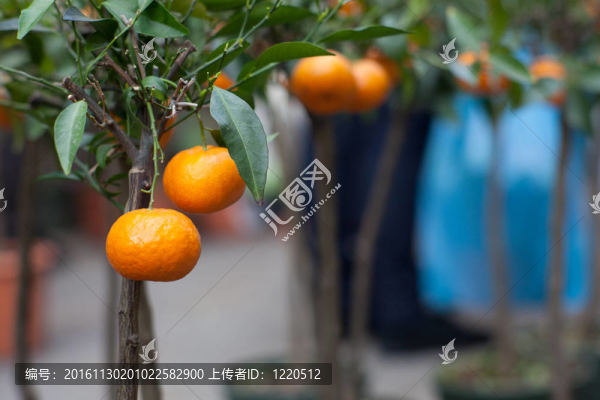 Tangerine夜店上的樹