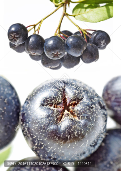 野櫻桃；Aronia,melanocarpa