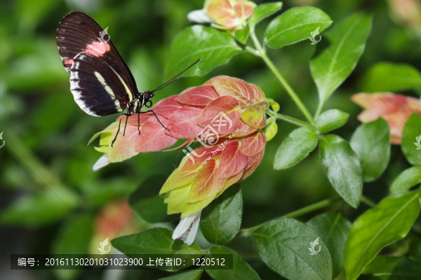 蝴蝶和花