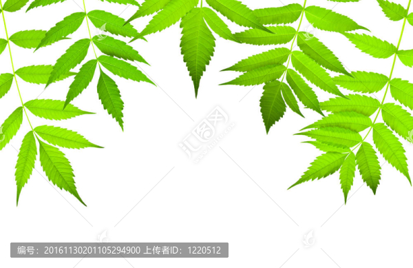 綠色邊框與白色隔離的復制空間