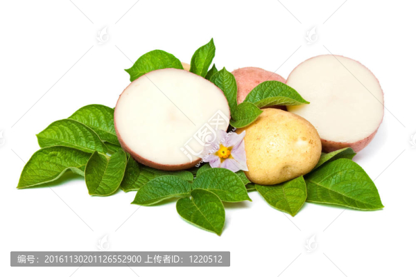 新土豆葉和花