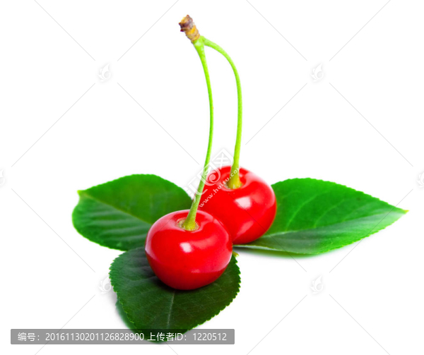 白色的葉子上的櫻桃