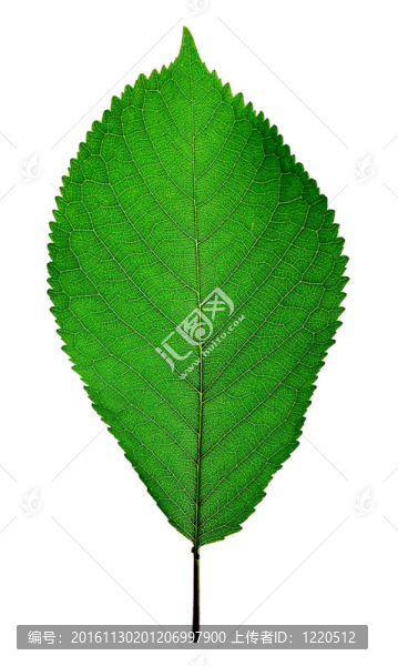 櫻桃葉-匯圖網(wǎng) www.fosd68.com 櫻桃葉