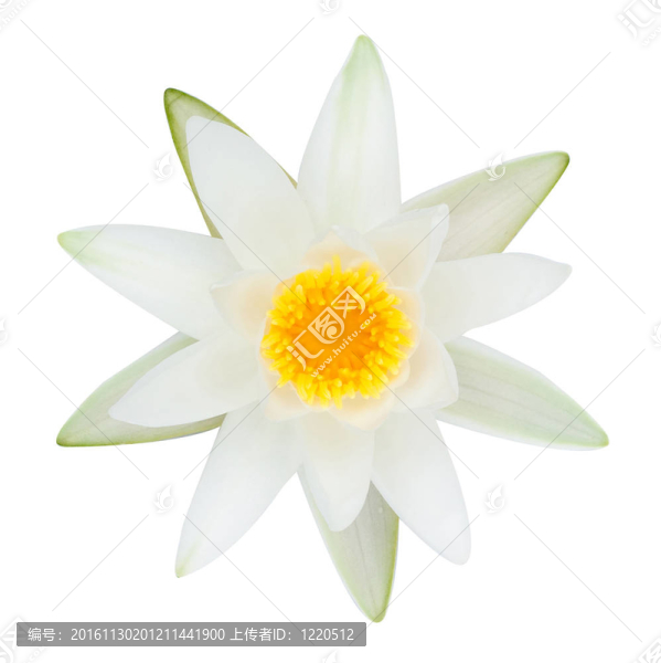 白湖莉莉白色隔離