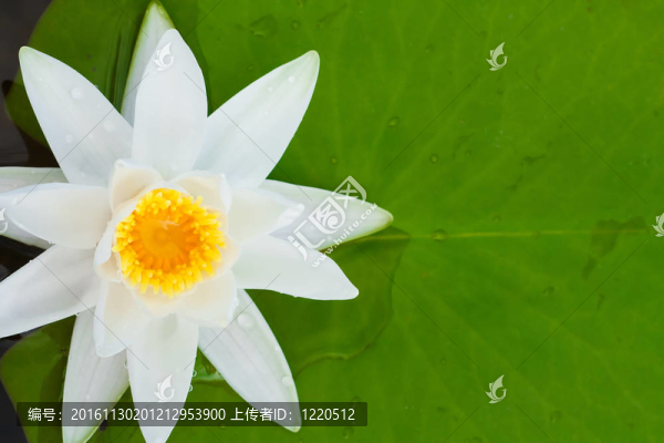 白色與綠色的葉子在禮來湖（注重禮來）